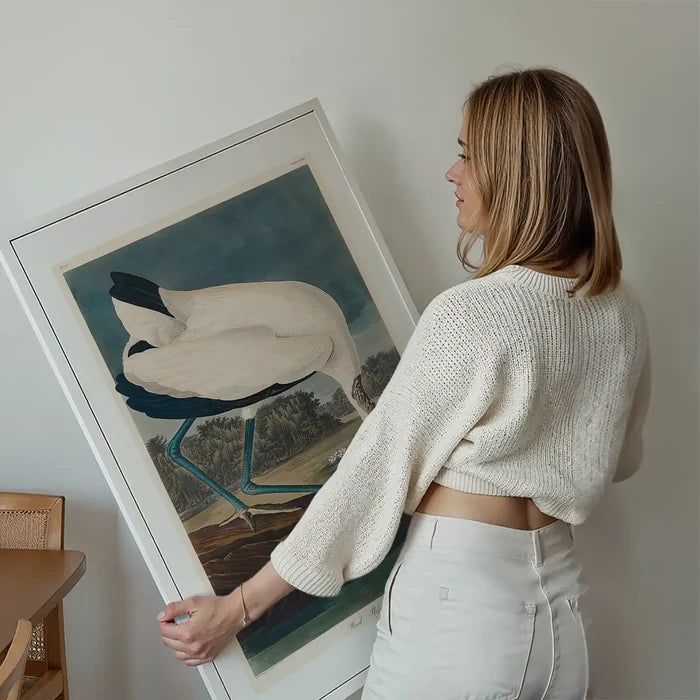 Wood Stork Vintage Bird Print held up against a living room wall