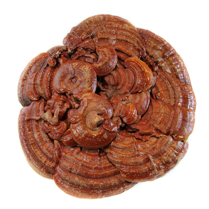 XL Wild Red Reishi \ Ganoderma Lucidum(5-6 lbs/ pcs)