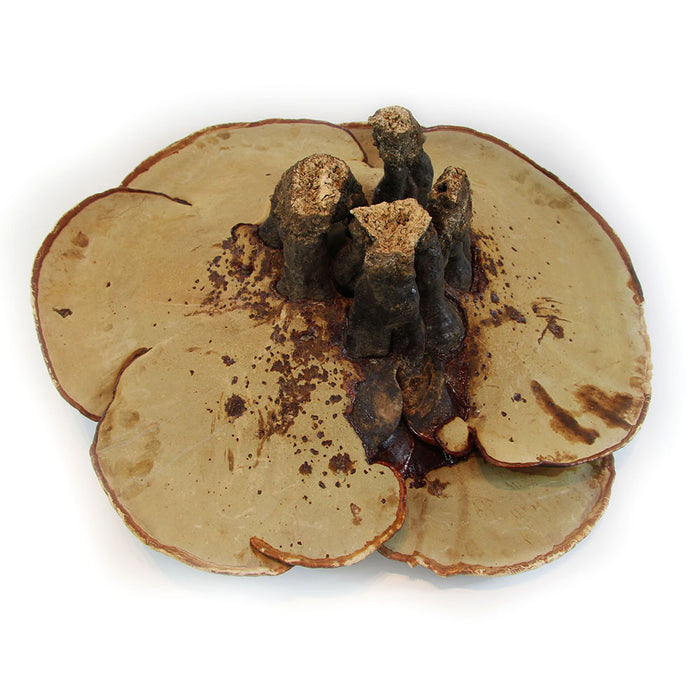 XL Wild Red Reishi \ Ganoderma Lucidum(5-6 lbs/ pcs)